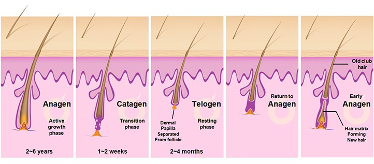 Illustration of the hair growth cycle
